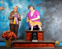 Rat Terrier Sat S2 NGrCh COC Amanda Hill Judge Katherine Short