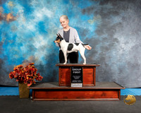Rat Terrier Sun G1 Barbie Trammell Antonio Raposo