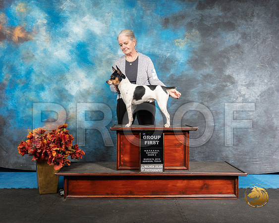 Rat Terrier Sun G1 Barbie Trammell Antonio RaposoSSR_3966-Addison2019-HR3