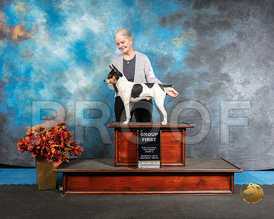 Rat Terrier Sun G1 Barbie Trammell Antonio RaposoSSR_3967-Addison2019-HR3