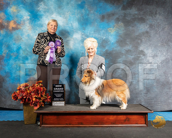 Shetland Sheepdog Sun NGrCh Patty Judge Kathy ShortSSR_3950-Addison2019-HR3