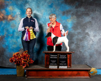 Smooth Fox Terrier Sun G4 Karolyn Olson