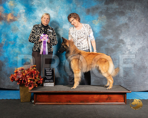 Turveren Sun BIS Pam White Judge Kathy ShortSSR_3979-Addison2019-HR3