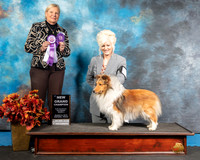 Shetland Sheepdog Sun NGrCh Patty Judge Kathy Short