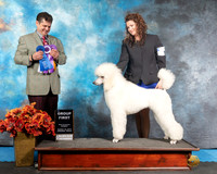 Poodle  Sun G1 Jennifer Fulgham Judge Antonio Raposo