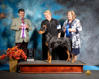 Doberman Pinscher Sat S2 BIS Tina Judge Antonio Raposo