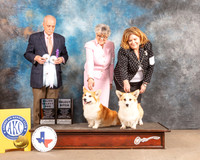Pembroke Welsh Corgi #72 Fri SB SD Judge David Guempel