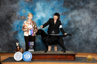 Labrador Retriever #15 Sun WDCH Judge Karen Hynek