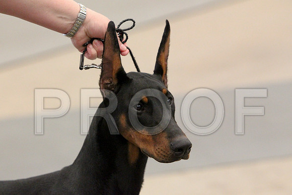 Dobe-9880