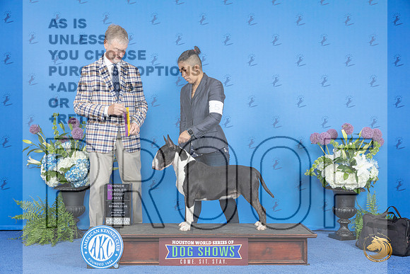Bull Terrier Colored #5 WED BOB OHG1 Judge Wood Wornall__JP_8172_Houston_2024_HR3