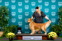 Golden Retriever #162 Thurs Q