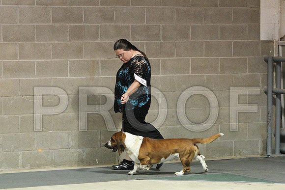 BassetCCL_1377LR