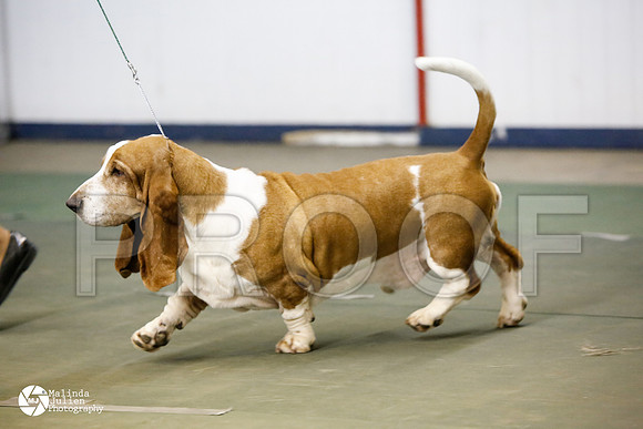 basset-0530-DntnMar14-HR3