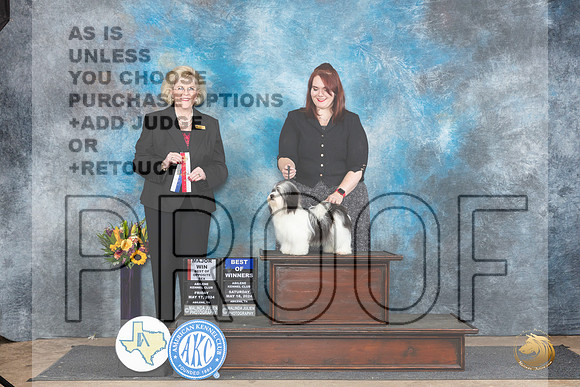 Havanese #? Sat BOWBOSM Judge Vicki Abbott__JP_0018_Abilene_2024_HR3