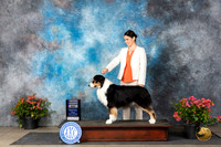 Australian Shepherd #41 Fri RWD Judge Paul F Willhauck