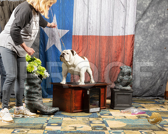 #223 ImagesSSR_4307-BullDogFW2019-HR3