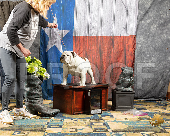 #223 ImagesSSR_4308-BullDogFW2019-HR3
