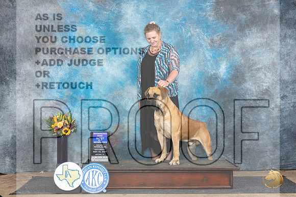 Boerboel #7 Sat BOW Judge Sharol Candace Way__JP_9902_Abilene_2024_HR3