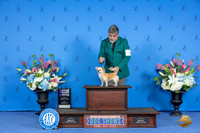 Chihuahua Long Coat #12 FRI WB M Judge Nancy Liebes