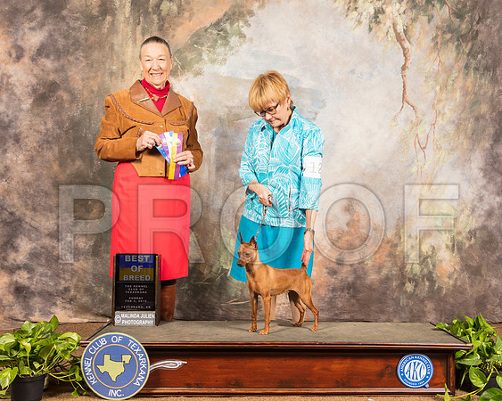 Miniature Pinscher #12 Sun BOS Judge Carolyn Herbel_SSR_1046e-TXRKNA2019-HR3
