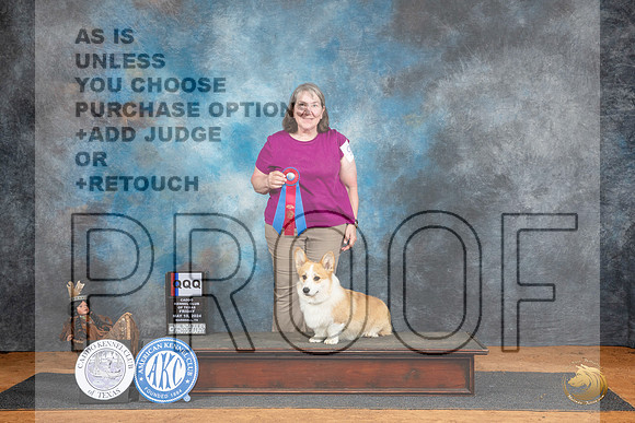 Pembroke Welsh Corgi #9 Fri QQQ Judge Marleen Burford__JP_7231_MARSHALL_2024_HR3
