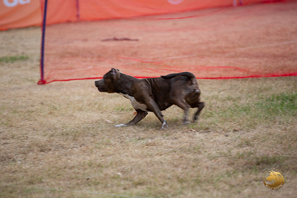 American Pittbull Terrier Percision Coursing Sat Longview WA 2024_JJL_3747_Longview WA_2024_HR3