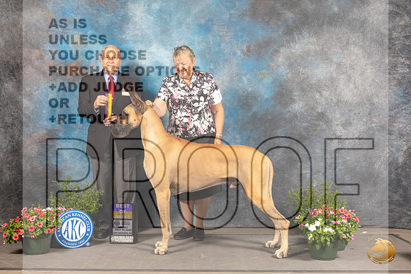 Great Dane #7 Sun BOB Judge David Bolus_MJ_0894_SA_2022_HR3