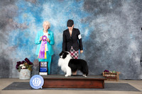 Shetland Sheepdog #7 Sat BISS Judge Sulie Greendale-Paveza