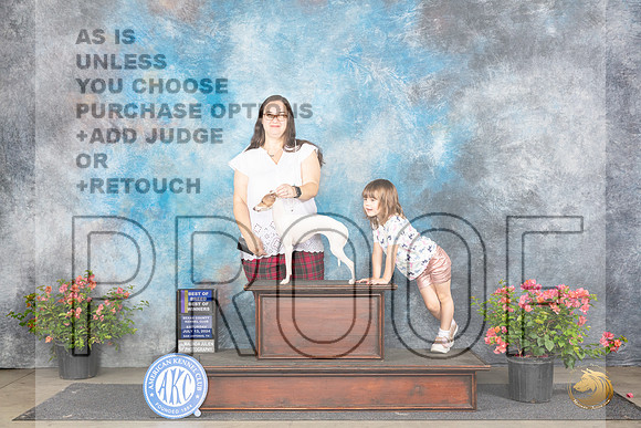 Italian Greyhound #17 Sat BOBBOWWB Judge Christie Martinez __JP_4883_San Antonio_2024_HR3