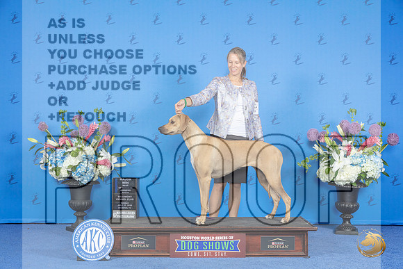 Rhodesian Ridgeback #8 SUN WB BOW M Judge Jamie Hubbard__JP_0146_Houston_2024_HR3