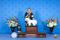 Bichon Frise #7 SAT BOW M Judge James Moses