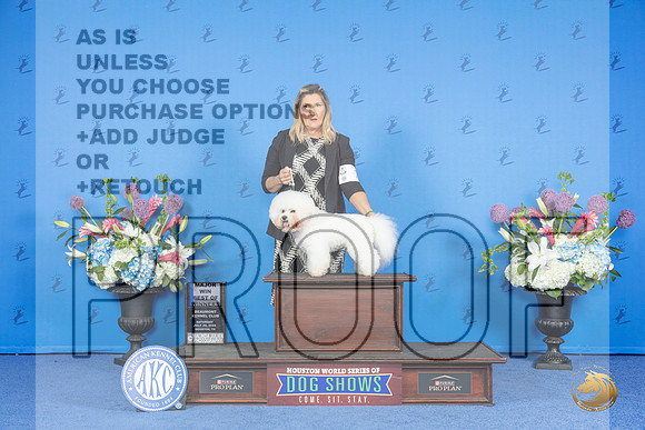 Bichon Frise #7 SAT BOW M Judge James Moses__JP_0002_Houston_2024_HR3