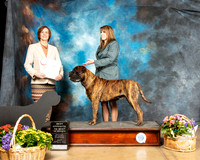 Bullmastiff #? Fri BOS Sweeps Judge Julie Ahrens