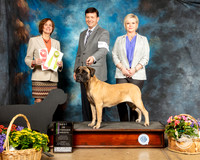 Bullmastiff #16 Fri VetBISweeps Judge Julien Ahrens