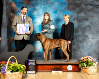 Bullmastiff #19 Fri RWD Judge Jim Fehring