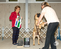 Bullmastiff #20 Fri New Title CD Judge Julie Ahrens