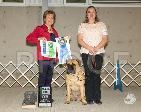 Bullmastiff #20 Fri New Title CD Judge Julie Ahrens_ST_1340-FWTX2019-HR3