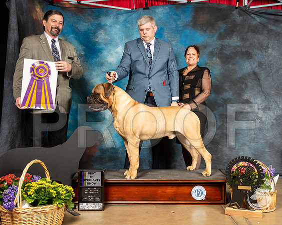 Bullmastiff #25 Fri BISS Judge Jim FehringSSR_4478-FWTX2019-HR3