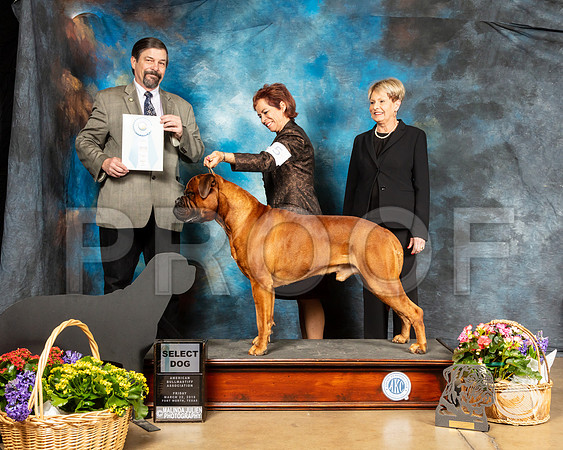 Bullmastiff #5 Fri SD Judge Jim FehringSSR_4483-FWTX2019-HR3