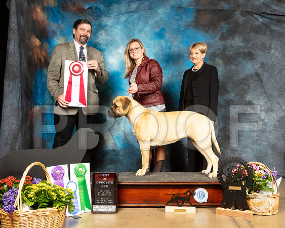 Bullmastiff #6 BOS Judge Jim FehringSSR_4488-FWTX2019-HR3