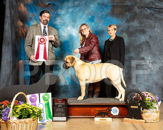 Bullmastiff #6 BOS Judge Jim FehringSSR_4489-FWTX2019-HR3