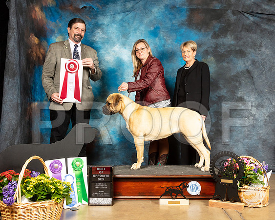 Bullmastiff #6 BOS Judge Jim FehringSSR_4490-FWTX2019-HR3