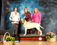 Bullmastiff #6 Fri BISweeps Judge Julie Ahrens