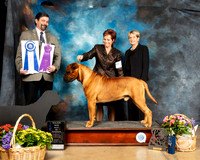 Bullmastiff #9 Fri BOW Judge Jim Fehring
