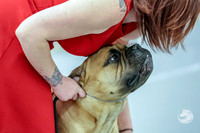 Bullmastiff Fri 12 to 18 Rings