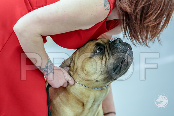 Bullmastiff Fri 12 to 18 RingsJJJ_0795-FWTX2019-HR3