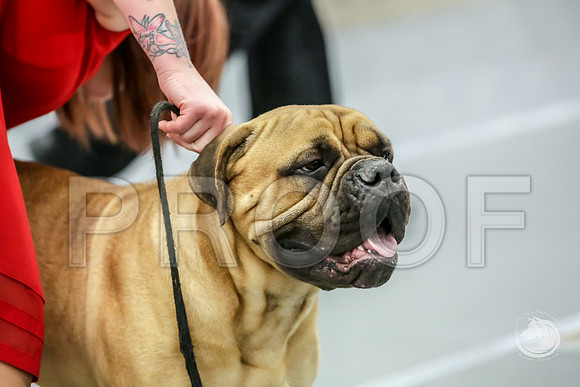Bullmastiff Fri 12 to 18 RingsJJJ_0796-FWTX2019-HR3