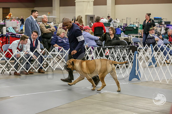 Bullmastiff Fri 12 to 18 RingsJJJ_0797-FWTX2019-HR3