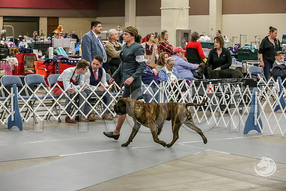 Bullmastiff Fri 12 to 18 RingsJJJ_0804-FWTX2019-HR3