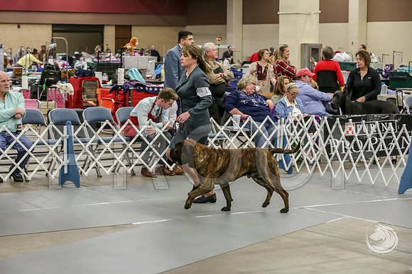 Bullmastiff Fri 12 to 18 RingsJJJ_0805-FWTX2019-HR3